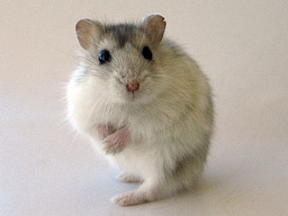 raton
