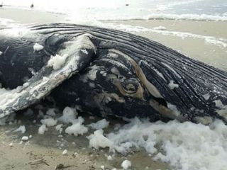 ballena