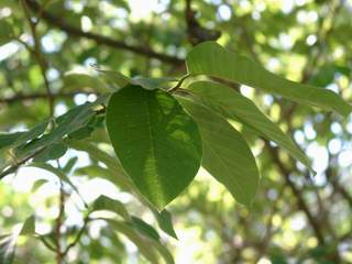 CHIRIMOYA