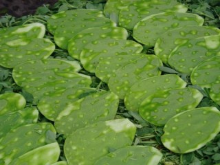 nopal