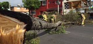 arbol caido