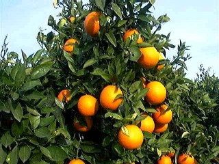 citrico
