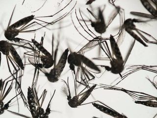 zika