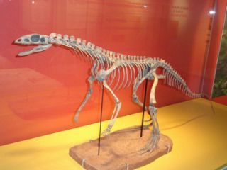 Asilisaurus kongwe