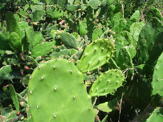 nopal