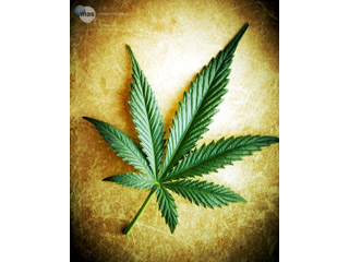 mariguana