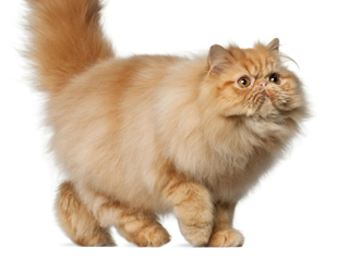 gato