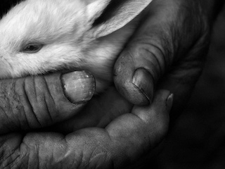 15B derechos-animales--web
