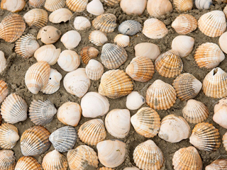 conchas
