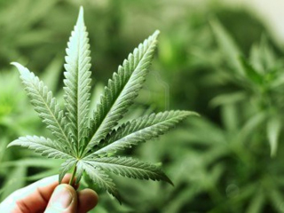 mariguana