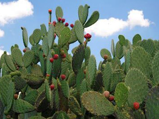 nopal