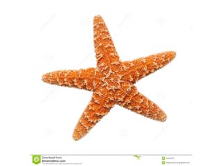 estrella de mar