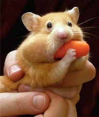 18A hamster2-320x240