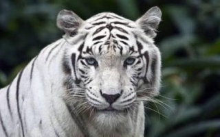 18A animal pmanet3