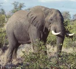 18A animal pmanet4