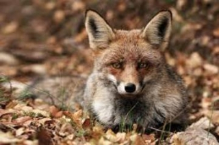 18A animal pmanet7