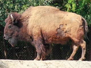 16B zoológico de Chapultepecweb