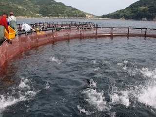 8B pesca sustentableweb
