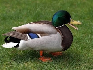 18A patos4web