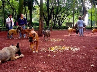 18A parques perros13web