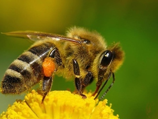 cienciaweb