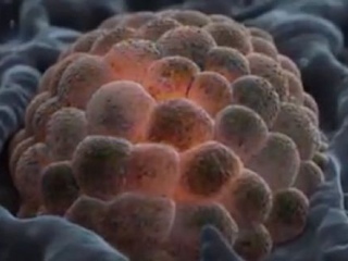 cienciaweb