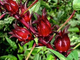 saludweb