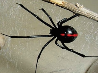 saludweb