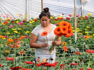 edomex-gerbera-w
