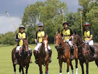 Videp-Polo web