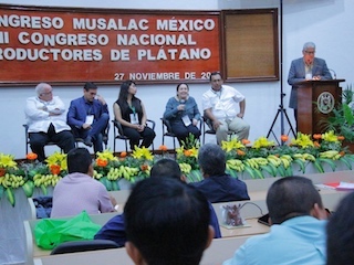 edos-colimaplatanoWEB