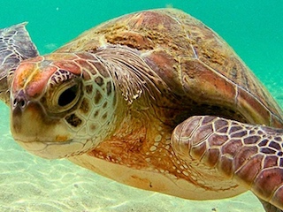 ciencia-tortugas-WB