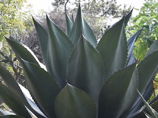 ciencia-agave-WB