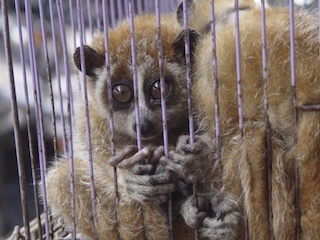 GDF-trafico-de-animales