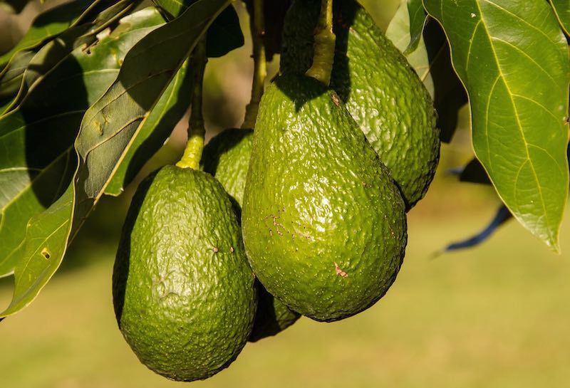 econal-aguacate-en-árbol