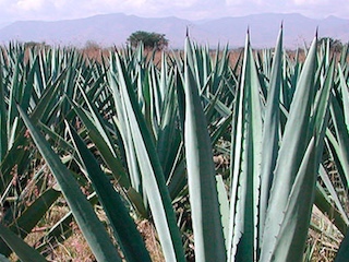 ciencia-agave-WB