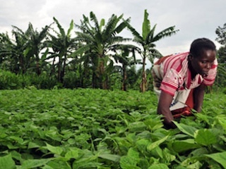 ecoint-agroalimentario-africa-WB