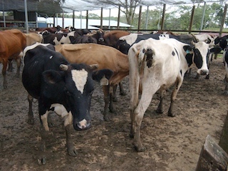 tecnologia-biogas-WB