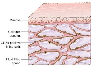 64-interstitium-WB