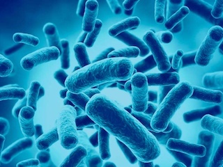 web-Probioticos