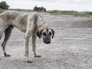 web-3-perro-abandonado