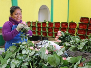 web-Edomex-rosas-10-mayo