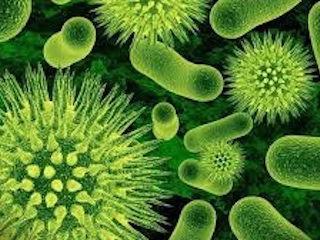 web-superbacteria
