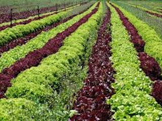 web-2-CAMPOS AGRICOLAS