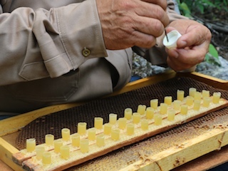 web-43-edomex-apicultura