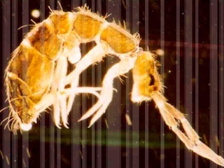 web-1-HEAD barras3118