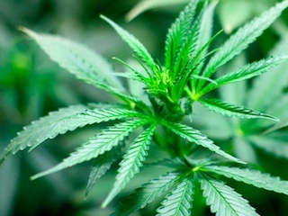 web-65 cannabis0818
