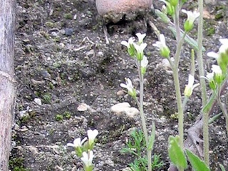 web-66-ciencia-reproduccion-vegetal