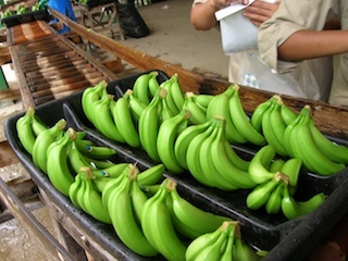 web-32-PLÁTANO-CHINA