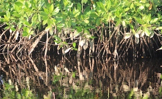 web-64-turismo-manglar-oaxaca